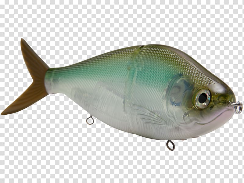 Sardine Oily fish Milkfish Marine biology, Fishing Bait transparent background PNG clipart