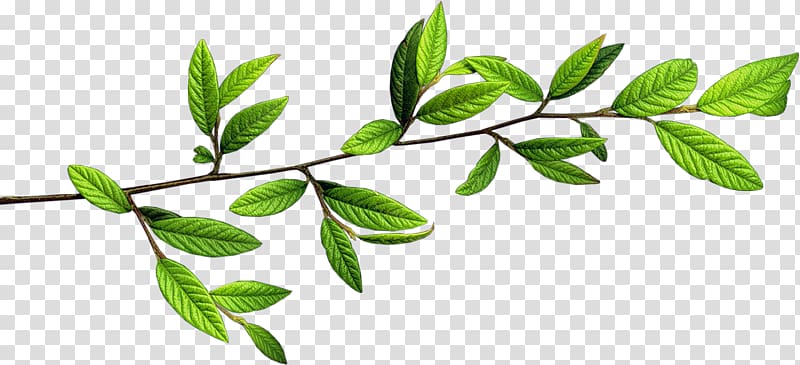 Twig Branch, green Leaves Branch transparent background PNG clipart