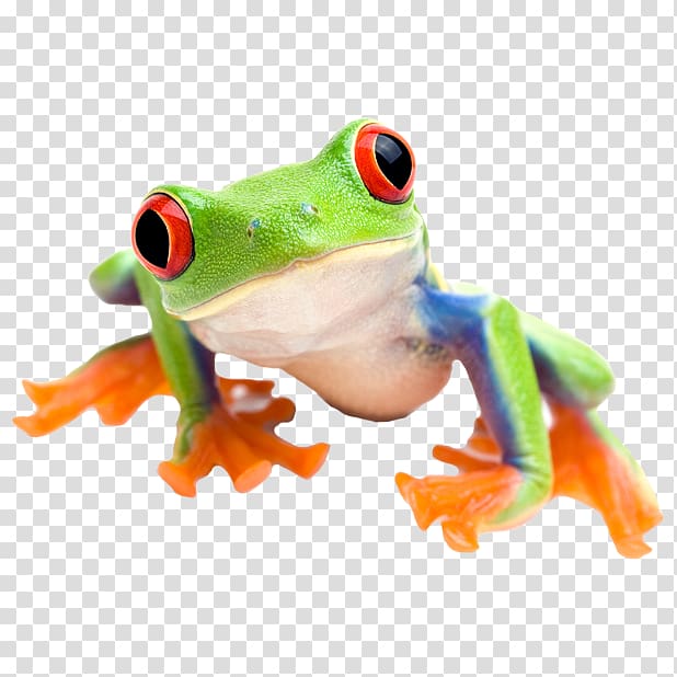 Red-eyed tree frog Edible frog , animal zoo transparent background PNG clipart
