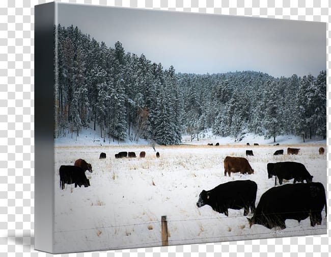 Cattle Snow Winter Tree Freezing, grazing transparent background PNG clipart