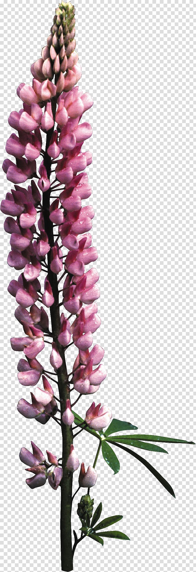 Foxgloves Floral design Cut flowers, arrow flowers transparent background PNG clipart