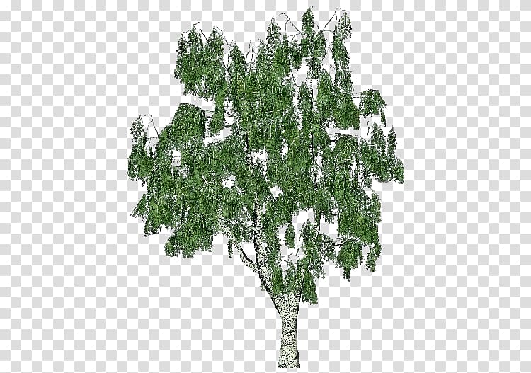 Silver birch Scots pine Trunk Tree Bark, tronco de abedul transparent background PNG clipart