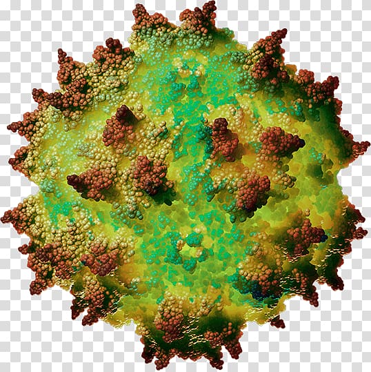 Adeno-associated virus Gene therapy Capsid Spinal muscular atrophy AveXis, trichome virus cell transparent background PNG clipart
