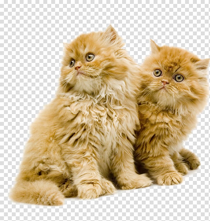 British Semi-longhair Whiskers Kitten Domestic short-haired cat Domestic long-haired cat, kitten transparent background PNG clipart