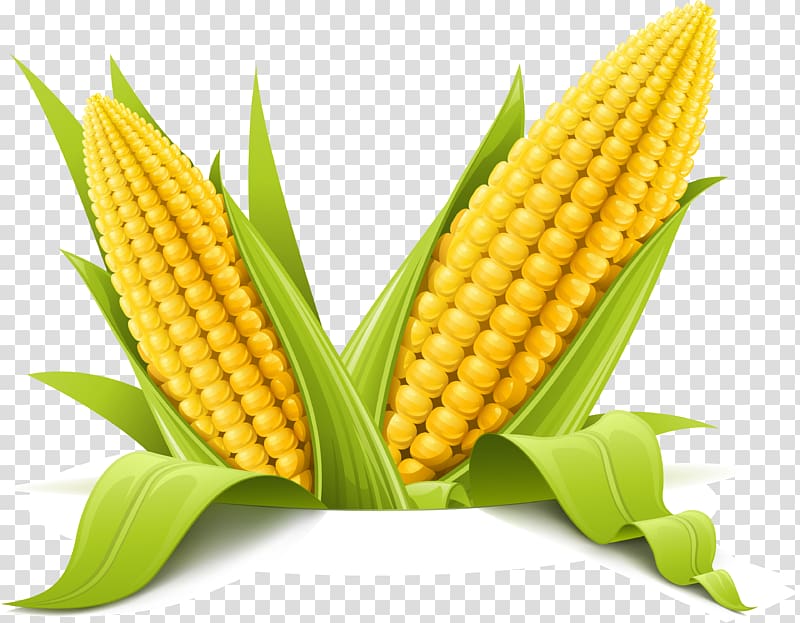 Corn on the cob Maize Corncob , ear transparent background PNG clipart