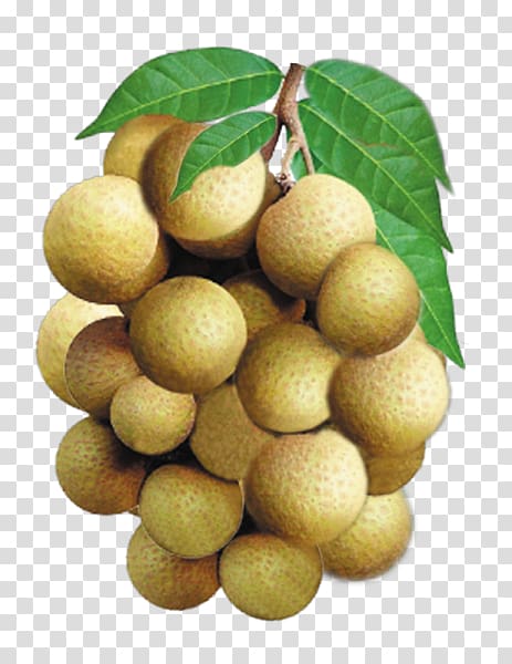 Longan Fruit English Vegetable Vocabulary, others transparent background PNG clipart