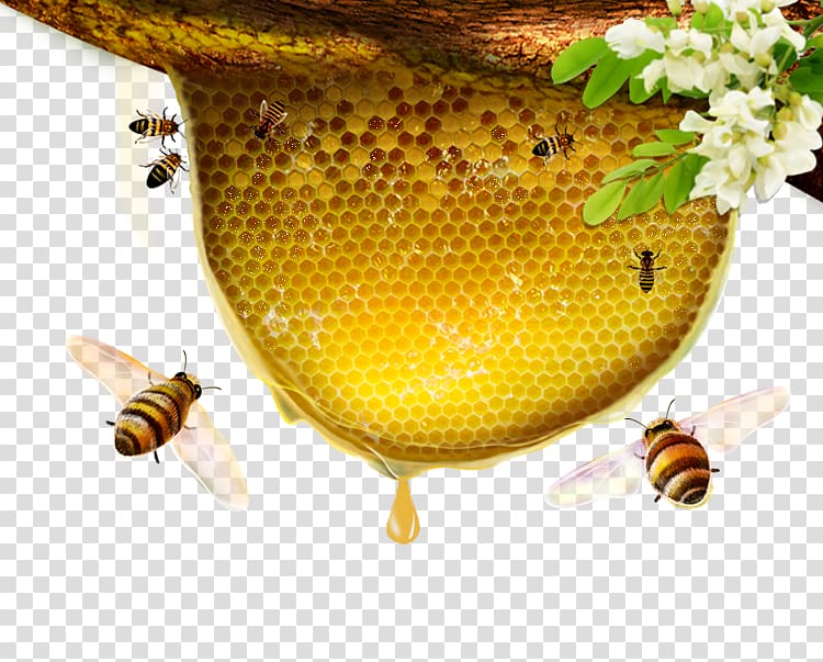 Honey bee flowers transparent background PNG clipart