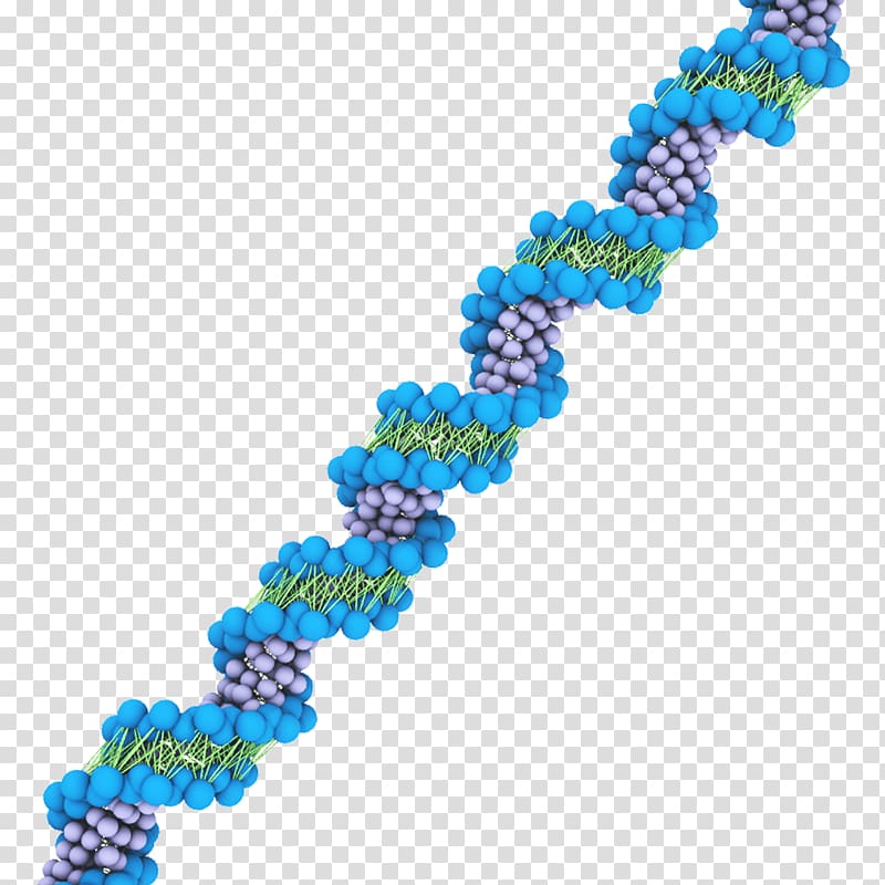 DNA virus MARTINI Nucleic acid Force field, Double Helix transparent background PNG clipart