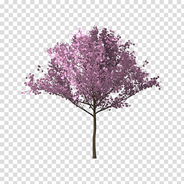 Tree Branch Cherry blossom, bunga sakura transparent background PNG clipart
