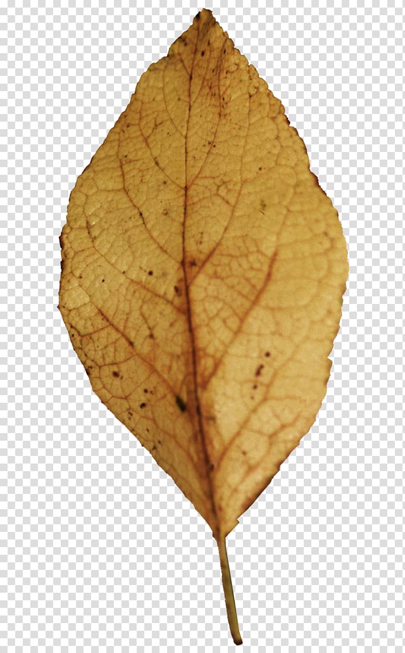 Leaf Tree Evergreen Spondias purpurea, Leaf transparent background PNG clipart