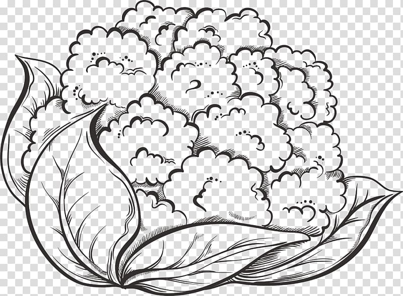 Cauliflower Drawing Vegetable Broccoli, hand-painted cauliflower transparent background PNG clipart