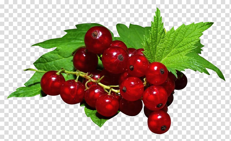 Gooseberry Redcurrant Zante currant Blackcurrant Raspberry, Redcurrant transparent background PNG clipart