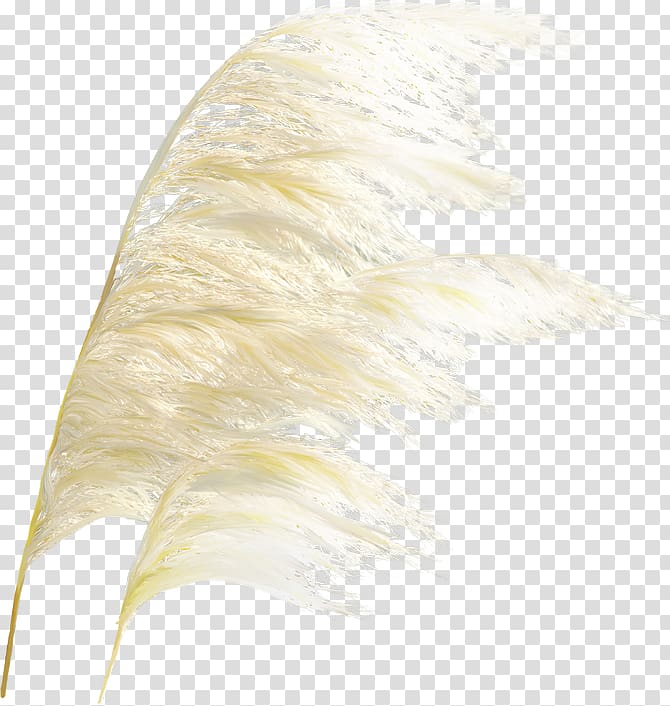 Icon, Reed grass transparent background PNG clipart