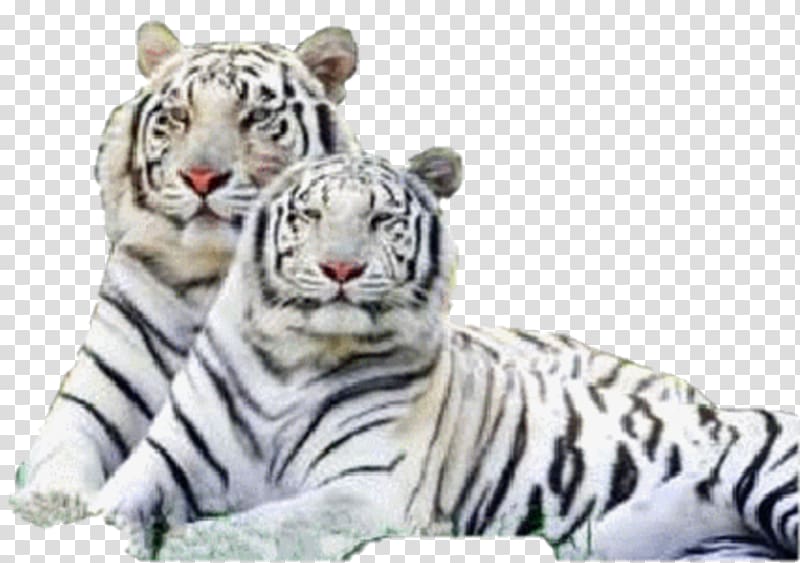 Siberian Tiger Bengal tiger Felidae White tiger, Cat transparent background PNG clipart