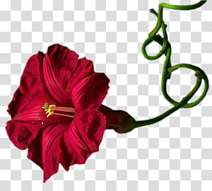 Cut flowers Flowering plant Petal, flower transparent background PNG clipart thumbnail