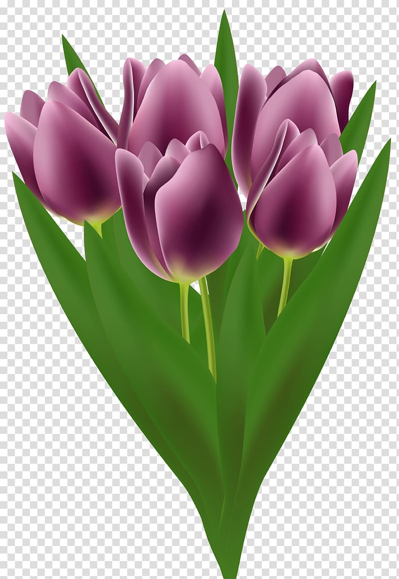 purple tulip flower bouquet illustration, Flower bouquet Tulip , Tulips Bouquet transparent background PNG clipart