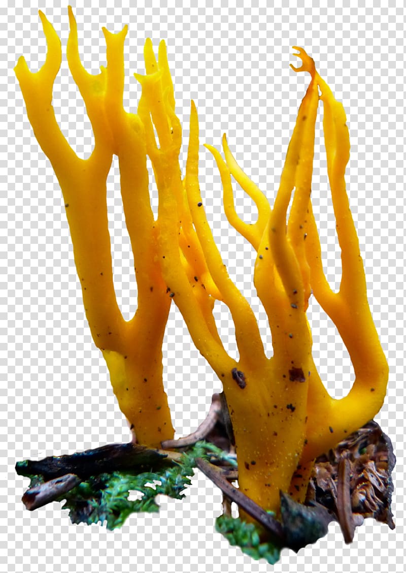 Mushroom Vegetarian cuisine Food Fungus , fungi transparent background PNG clipart
