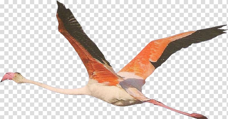 Greater flamingo Beak Bird, flamant rose transparent background PNG clipart