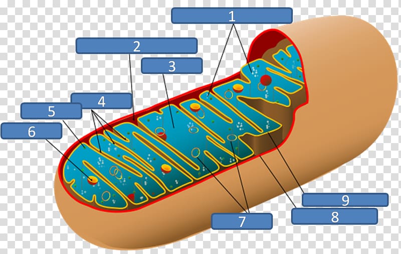 Mitochondrion Plant cell Chloroplast Respiration, electrocardiography transparent background PNG clipart