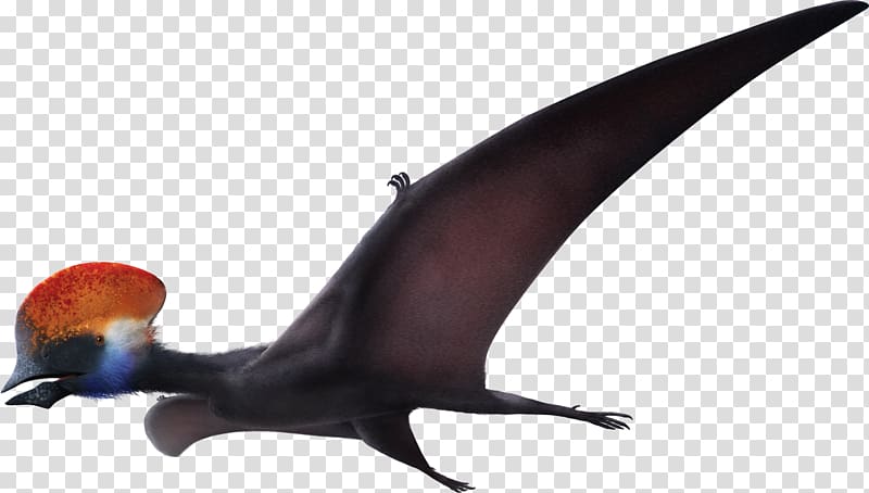 Tapejara Bakonydraco Nemicolopterus Thalassodromeus Sinopterus, dinosaur transparent background PNG clipart