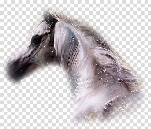 Horse Howrse Desktop Blog, Ali transparent background PNG clipart