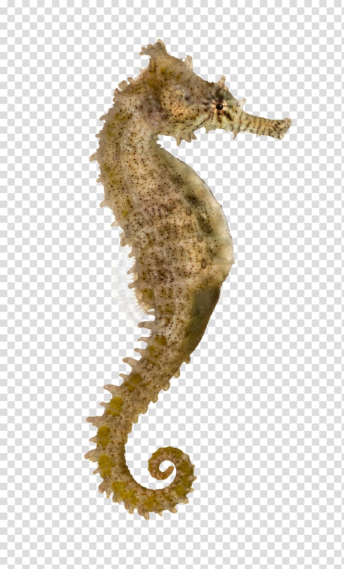 Yellow seahorse Pacific seahorse Longsnout seahorse Syngnathidae , nine fish transparent background PNG clipart