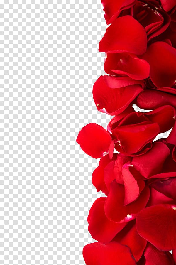 Beach rose Red Color Dia dos Namorados , petal,rose,Valentine\'s Day,Women\'s Day transparent background PNG clipart