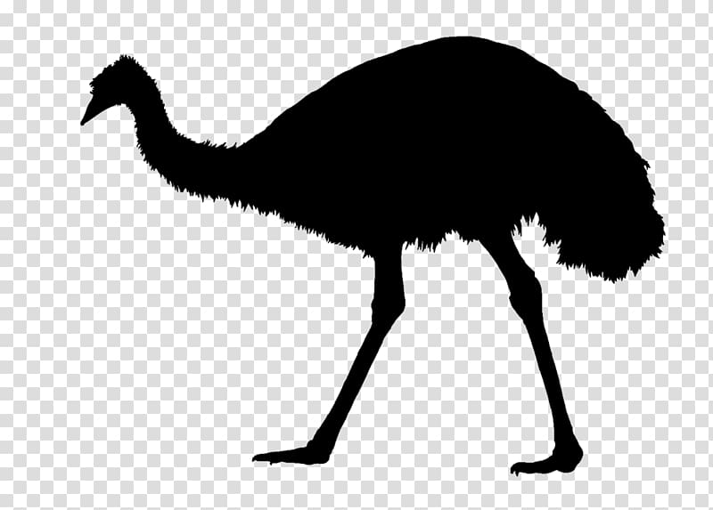 Common ostrich Emu War Silhouette Bird, Silhouette transparent background PNG clipart