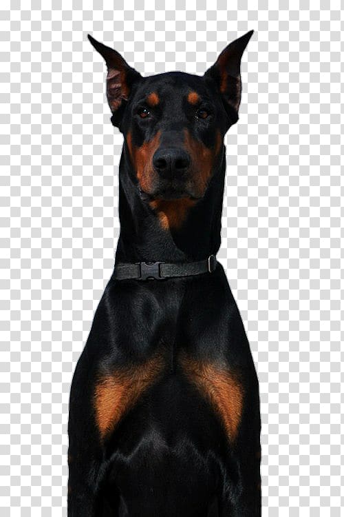 Dobermann German Pinscher Miniature Pinscher Cane Corso Boxer, DOBERMANN transparent background PNG clipart