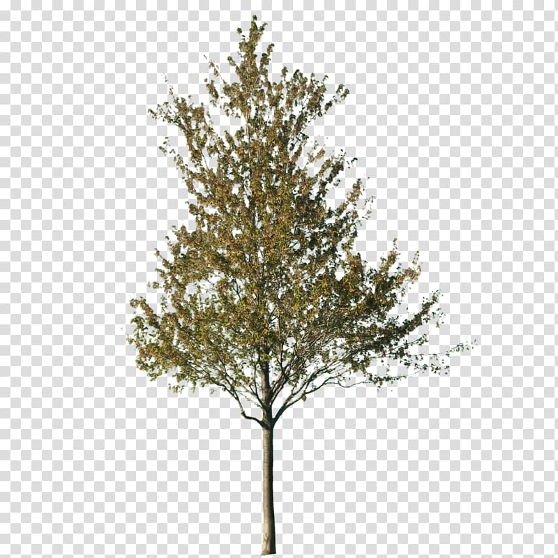 Tree Cut-out Silver birch Norway spruce, jackfruit transparent background PNG clipart