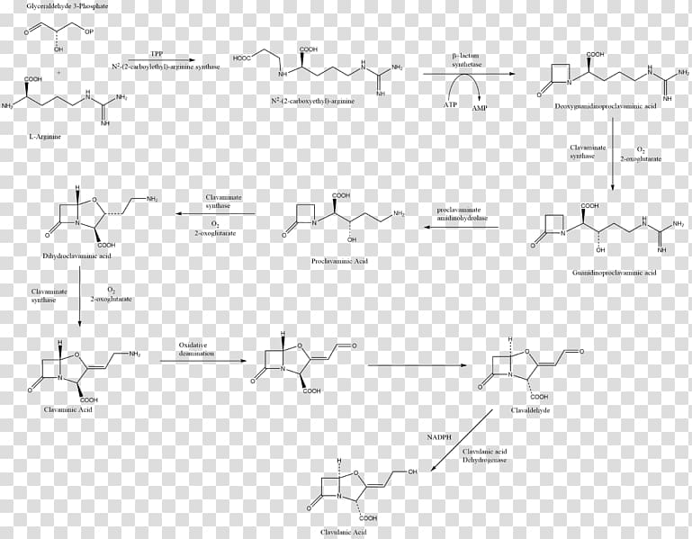 Amoxicillin / Clavulanic acid Biosynthesis Antibiotics Chemical synthesis, transparent background PNG clipart