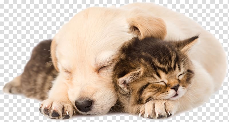 Golden Retriever Labrador Retriever Puppy Kitten Cat, golden retriever transparent background PNG clipart
