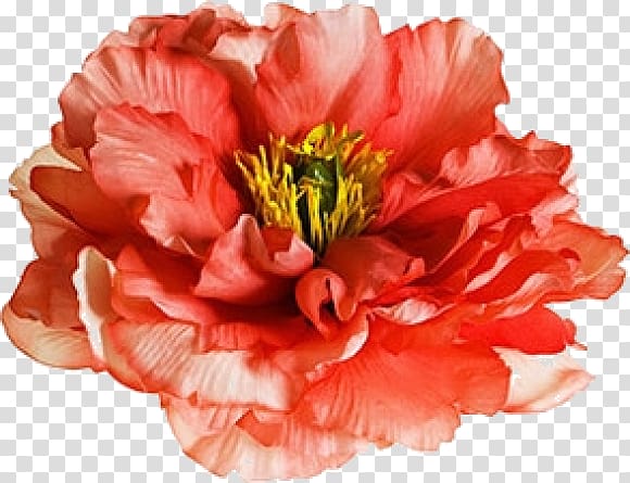 Carnation Cut flowers Peony The Poppy Family, transparent background PNG clipart