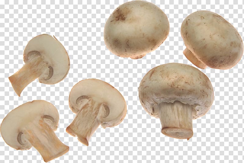 beige mushroojms, Common mushroom Fungus Food Mushroom poisoning, White mushrooms transparent background PNG clipart