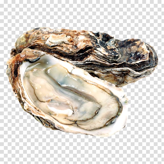 Pacific oyster Food InterCourses Shellfish, others transparent background PNG clipart
