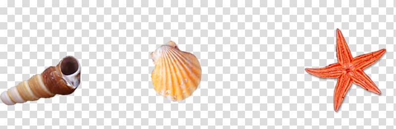 Seashell Beach Conch Sea snail, Conch shell transparent background PNG clipart