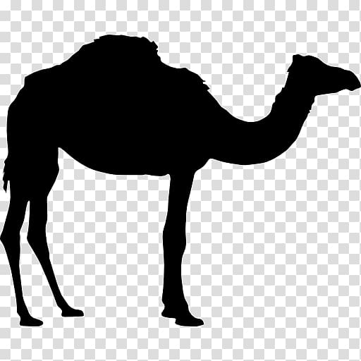 Dromedary Bactrian camel, animal silhouettes transparent background PNG clipart