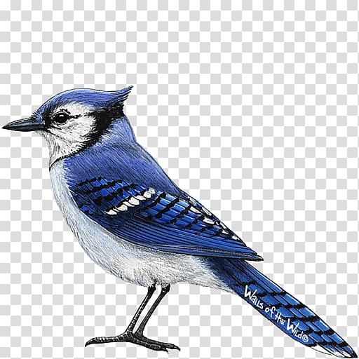 All About Birds Blue jay Wall decal, Blue Jays transparent background PNG clipart