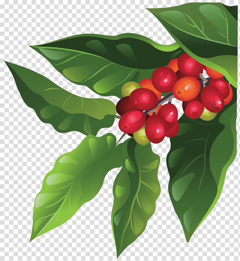 red berry fruits illustration, Coffee bean Berry Arabica coffee Fruit, plants transparent background PNG clipart