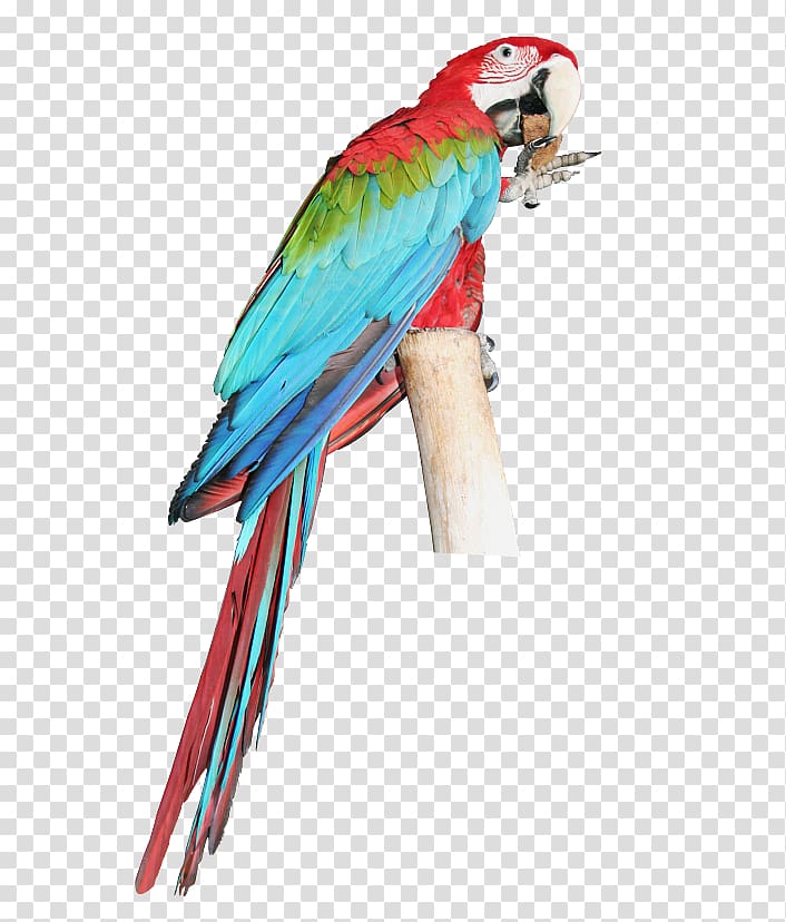 Parrot Bird Budgerigar Macaw Parakeet, macaw transparent background PNG clipart