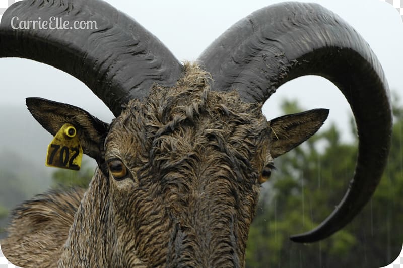 Sheep Goat Cattle Horn Snout, emu transparent background PNG clipart