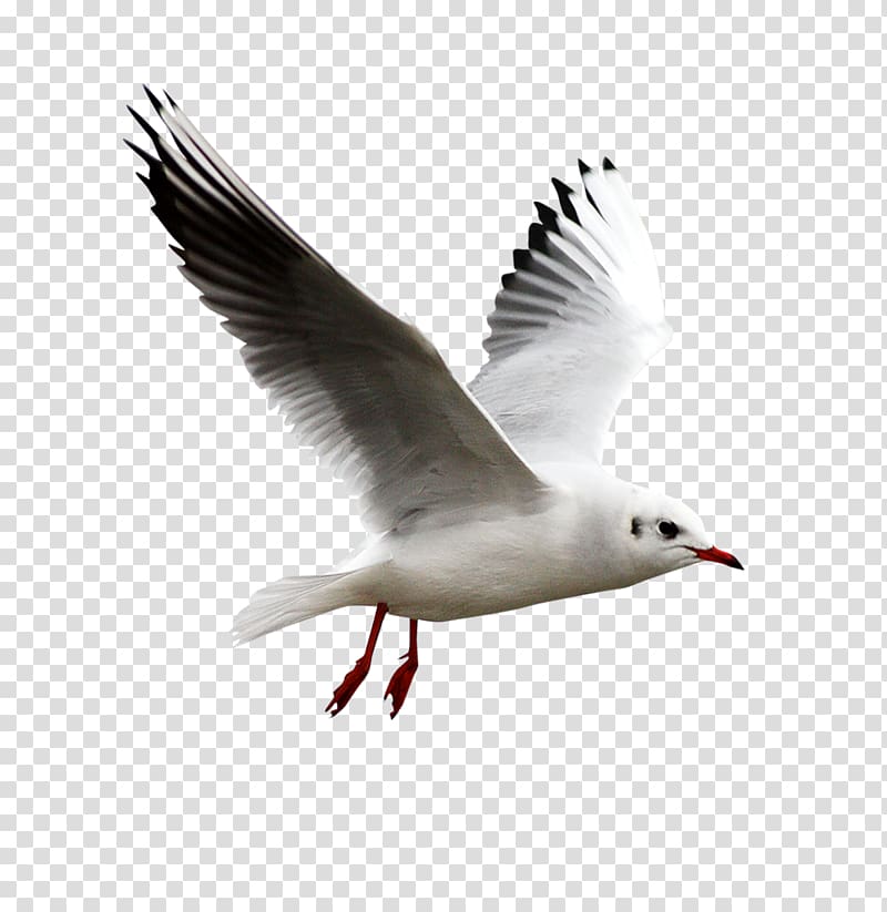 European Herring Gull Bird , Gull transparent background PNG clipart