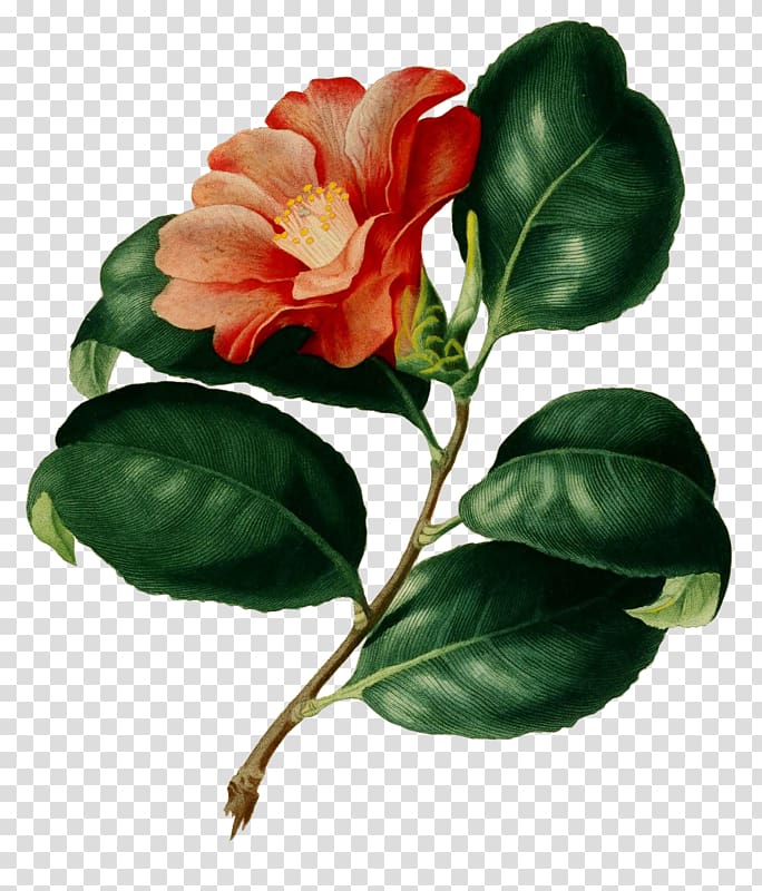 red camellia flower art, Flower Botany Botanical illustration Drawing, flower transparent background PNG clipart
