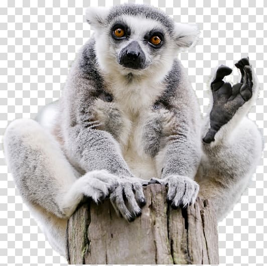 Réserve De Lémuriens Et Parc Botanique - Ring Tailed Lemur White Background  Png,Lemur Png - free transparent png images - pngaaa.com