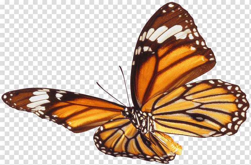 brown and beige African monarch butterfly illustration, Butterfly Single Brown transparent background PNG clipart