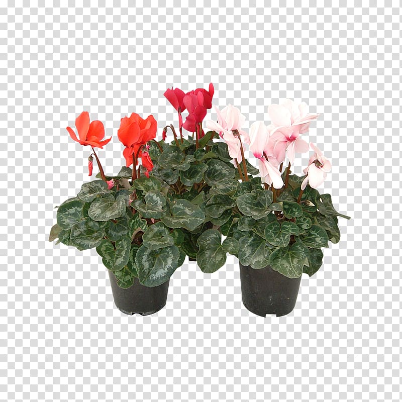 Cyclamen Flowerpot Houseplant Artificial flower, flower transparent background PNG clipart