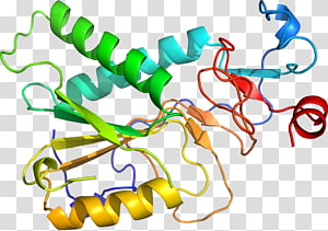 Line Point Organism , line transparent background PNG clipart thumbnail