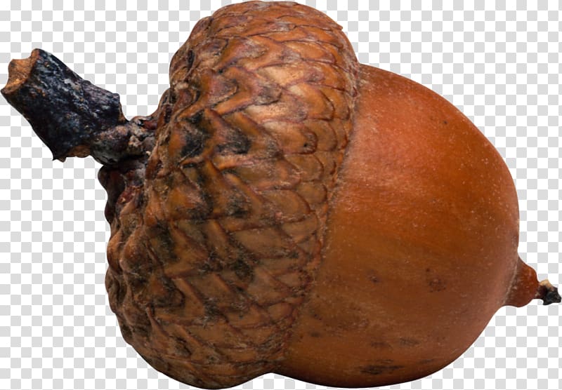 Acorn Oak Nut Seed, acorn transparent background PNG clipart