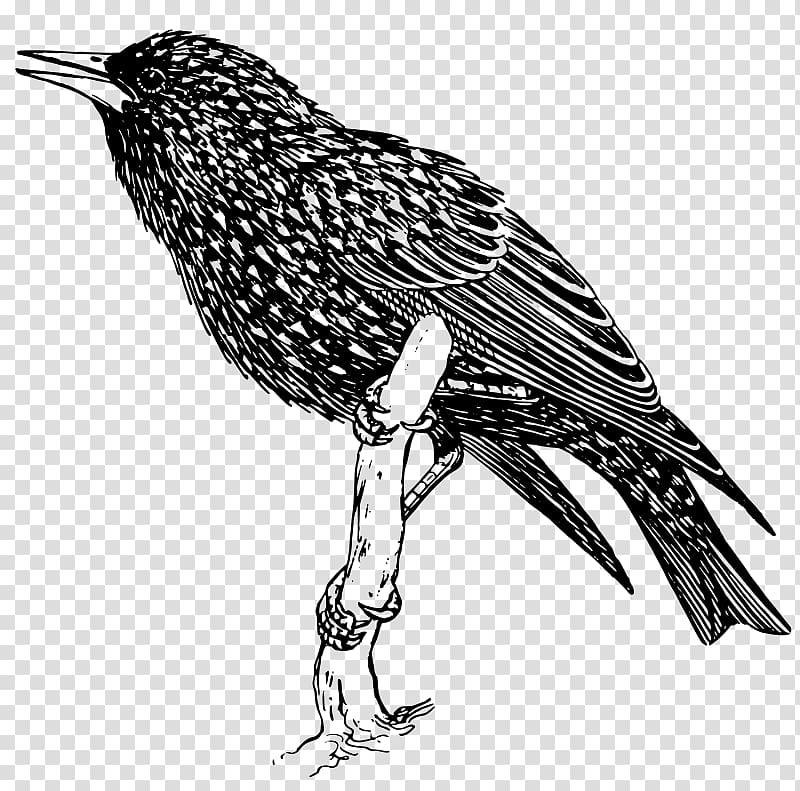 Common starling Bird Pelican , Bird transparent background PNG clipart