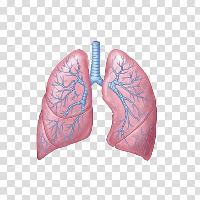 Principles of Anatomy and Physiology Lung Respiratory system Heart, heart transparent background PNG clipart